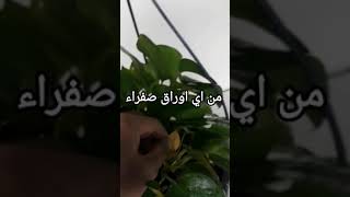 اللبلاب الداخلي ب18ثانية