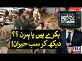 Beautiful Goats That Look Like Deer Go Viral | Eid Ul Azha 2026 | Reporter Kahani | GTV Digital
