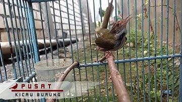 Masteran Prenjak Lumut / Cinenen Pisang Gacor , Ampuh Bikin Prenjak / Ciblek Bahan Cepat Bunyi