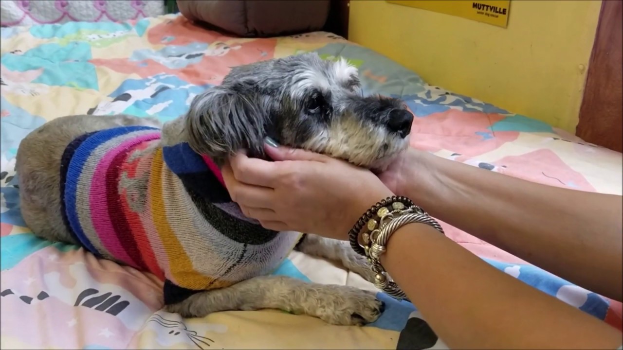 Little Bo Peep, a female mini Schnauzer at Muttville-adopted! santa clarita diet