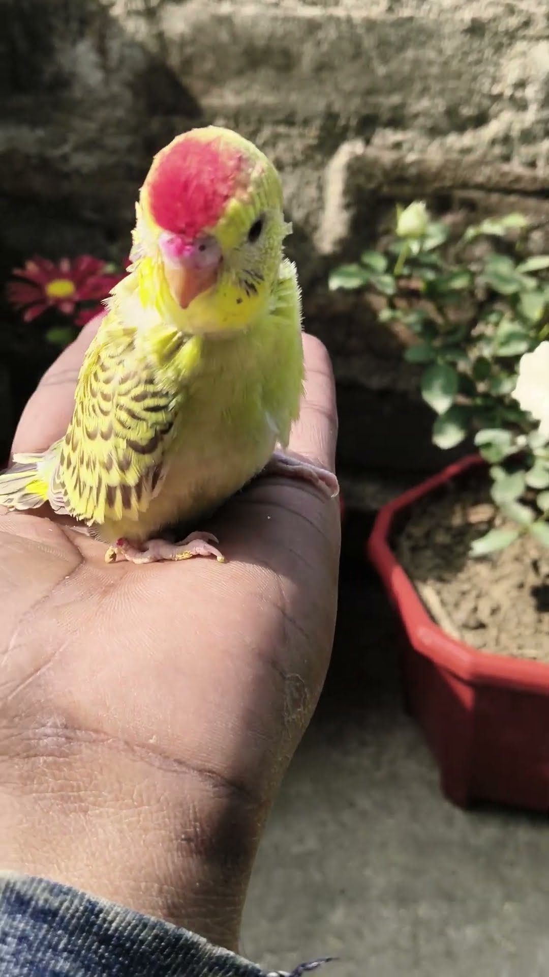 🎄গাছ🎄 - ShareChat