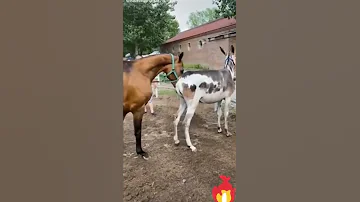 Horse Mating تزاوج حصان مع حمارة 