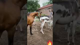 horse mating تزاوج حصان مع حمارة