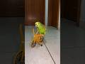 Cycling parrot #cycling #cyclist #parrot #parrots #parrotlover #parrotvideo #bike #bikestunt #meme