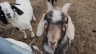 Muddy Goats 2