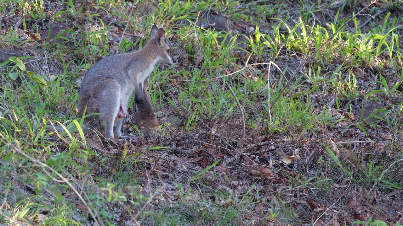 Pretty-Face Wallaby (Macropus parryi), with wobbly little Joey, Pouch opening visible