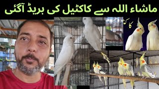 Famous Cocktail | Budgies parrot| Java Sparrow|| Lovebirds|| Finches Breeding Setup|| ASIF BIRDS FARM  Net Worth