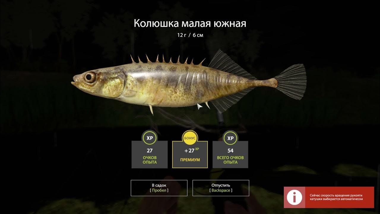 Реальная рыбалка колюшка на что ловить ловлю колюшку YouTube
