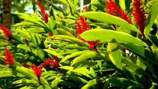 Szeretlek, Dicsérlek.