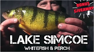 Ice Fishing LAKE SIMCOE for Whitefish and JUMBO PERCH! (SKETCHY ICE) ULTRA HD 4K