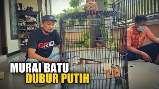 MURAI BATU DUBUR PUTIH