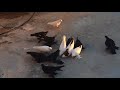 малоносые голуби на Кипре