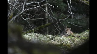 Sur les traces du Lynx boréal - Épisode 4 - L&#39;observation