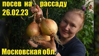 Лук Эксибишен от посева до сбора. На что может рассчитывать новичок?