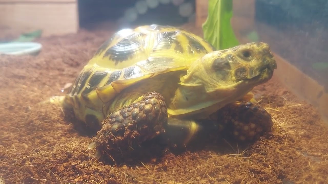 Cute tortoise 20 mins.  귀여운 거북이 20분.