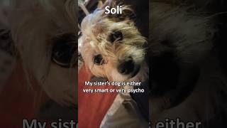 Soli, my sister's dog is either very smart or psycho, always trying to sit on my head 😅 #dogs #pets