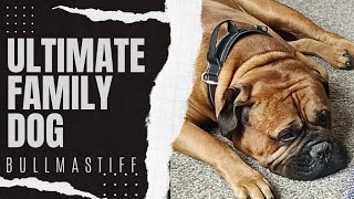 BULLMASTIFF - The Best Family Dog? by Bullmastiff ND 147 views 3 weeks ago 3 minutes, 14 seconds
