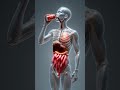 3D Human Anatomy Coca Liquid Flow | Realistic Internal Organs Short