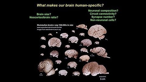 Molecular and Cellular Mechanisms Underlying Human-Specific Evolution of Cortical Connectivity