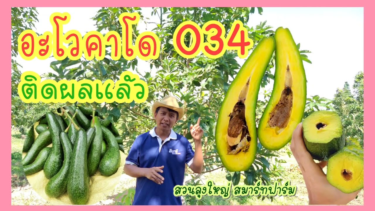 #034 เวียดนาม...ออกผลแล้วที่ไทย #สวนลุงใหญ่อาโวคาโด้ 0931726364