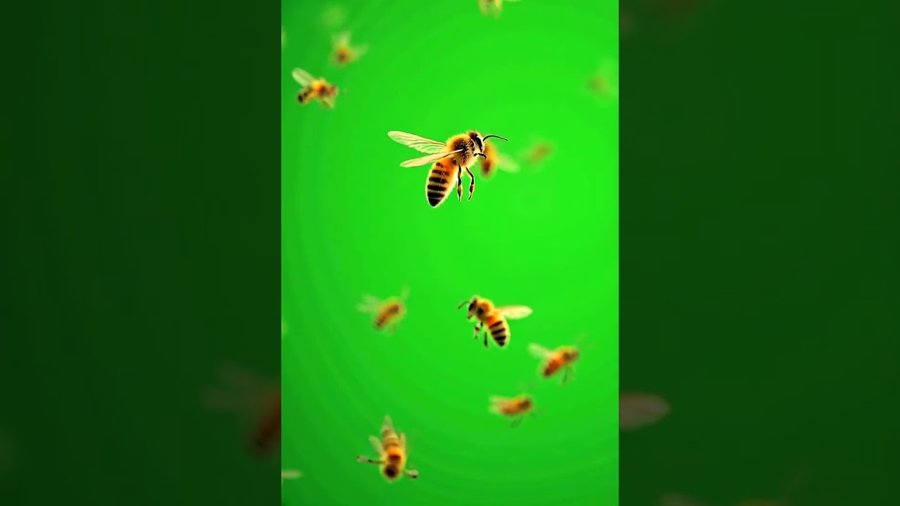 Bees Green Screen (Free to use)