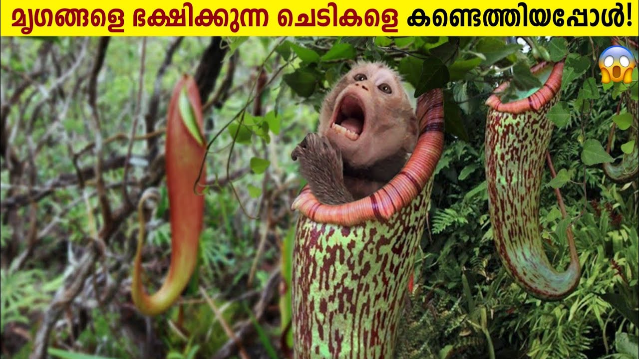 ജീവികളെ ഭക്ഷിക്കുന്ന അപകടകാരികളായ ചെടികൾ!😱 Unbelievable Carnivorous Plants Malayalam | Curiostellar
