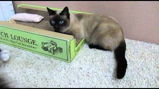 しゃべるねこ しおちゃん ティアちゃんの丸い疑惑 Youtube