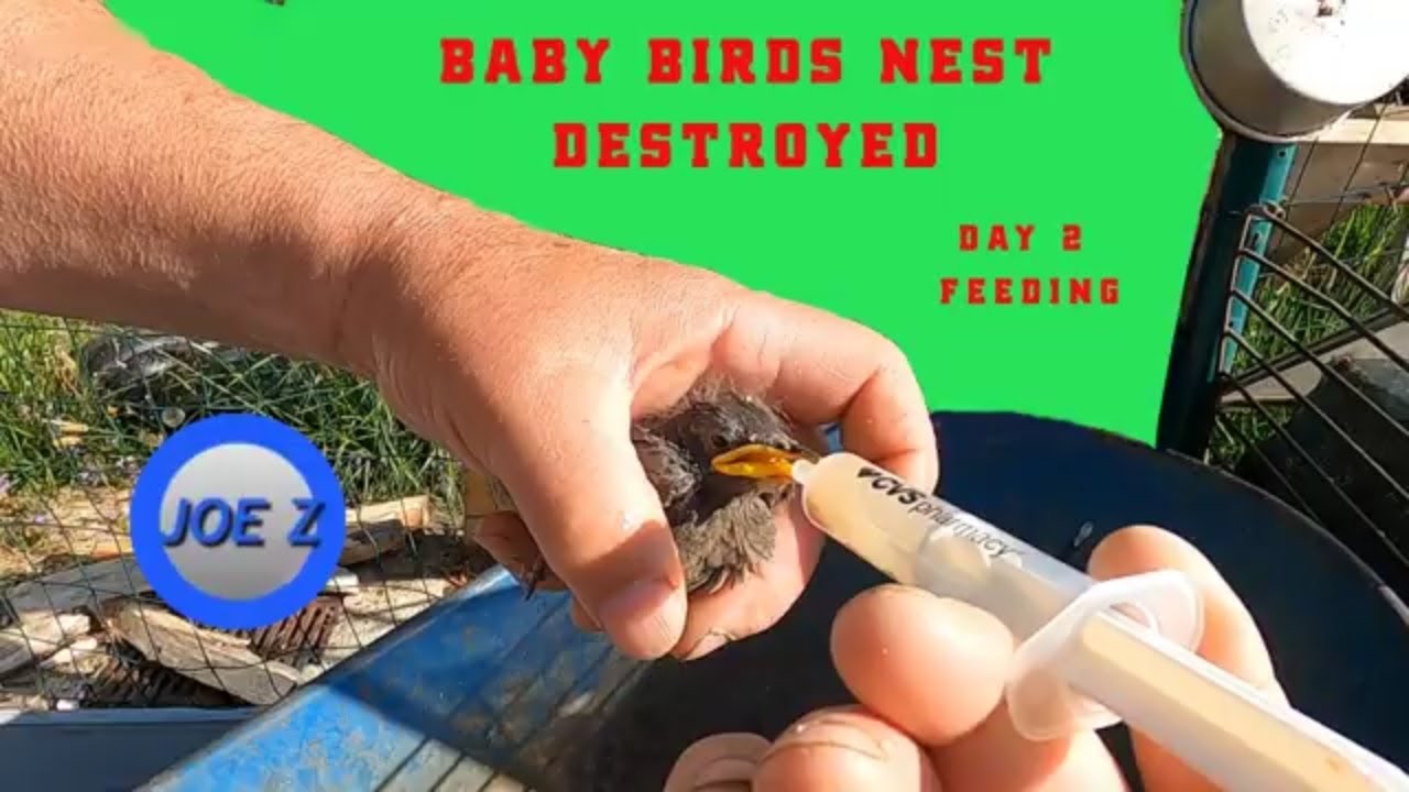 Saving baby birds that fell out of nest day 2 feeding - YouTube