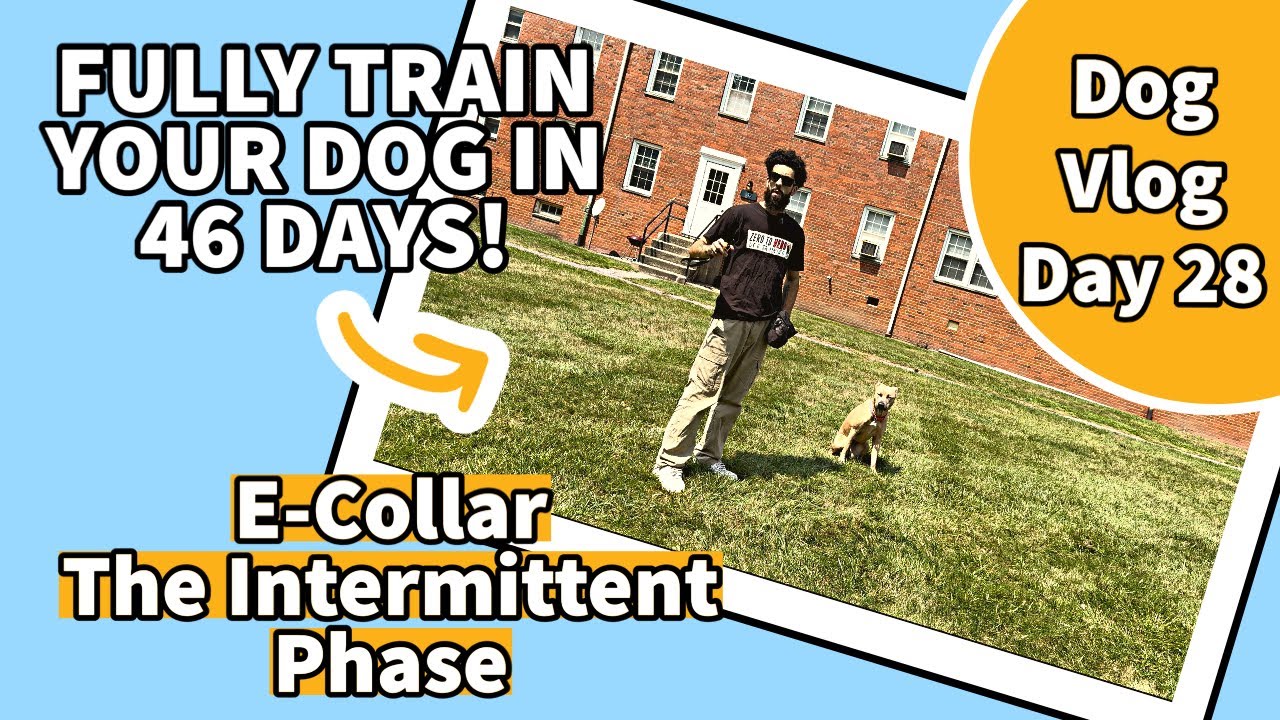 E-Collar Training: Intermittent Phase - Dog Vlog Day 28