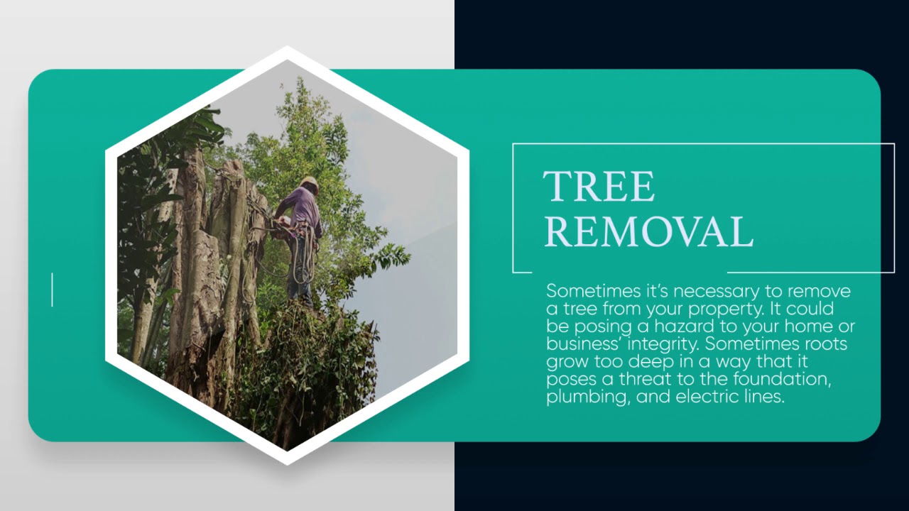 Edwin Tree Service & Removal 703-987-4715 - YouTube