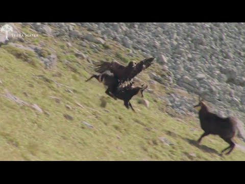 Βίντεο: Τι είναι ο αετός που ουρλιάζει;