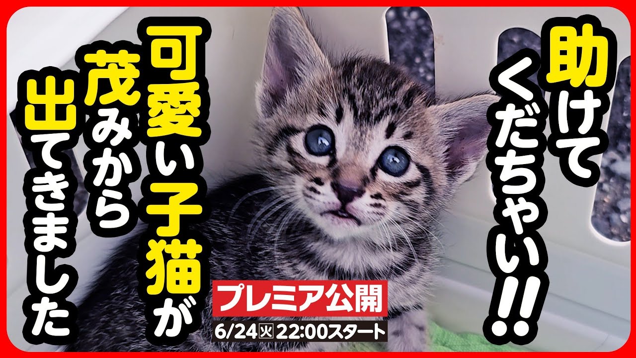 【子猫 保護】助けてくだちゃい！かわいいキジトラ子猫を保護しました