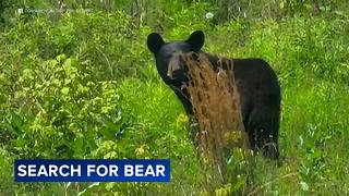 Young bear spotted moving through neighborhood prompts safety warnings