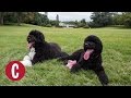 A Look Back at The First Dogs Bo And Sunny’s Best White House Moments | Cosmopolitan