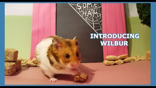 Welcome Wilbur - Our WONDERFUL New Hamster