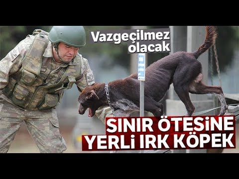Video: Ordu Veterinerleri: Askeri Köpekleri Sağlıklı Tutma Görevinde