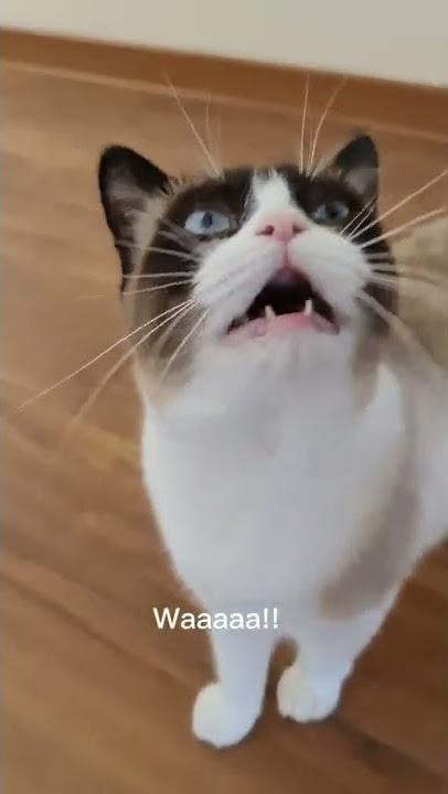 Wah! Waa! Waaaaa! #lucu #celana pendek #кот #cats