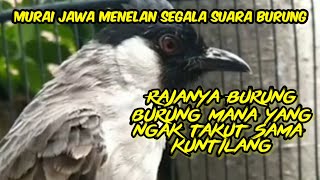 Burung kutilang isian prenjak cucak ijo cucak rowo murai