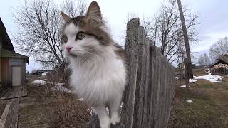 Кошка сидит на заборе. Холодная северная весна.