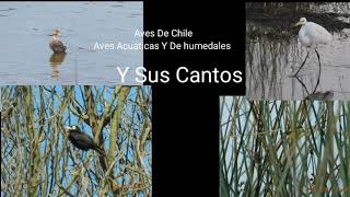 Ave De Chile Aves Acuáticas Y De Humedales Y Sus Cantos