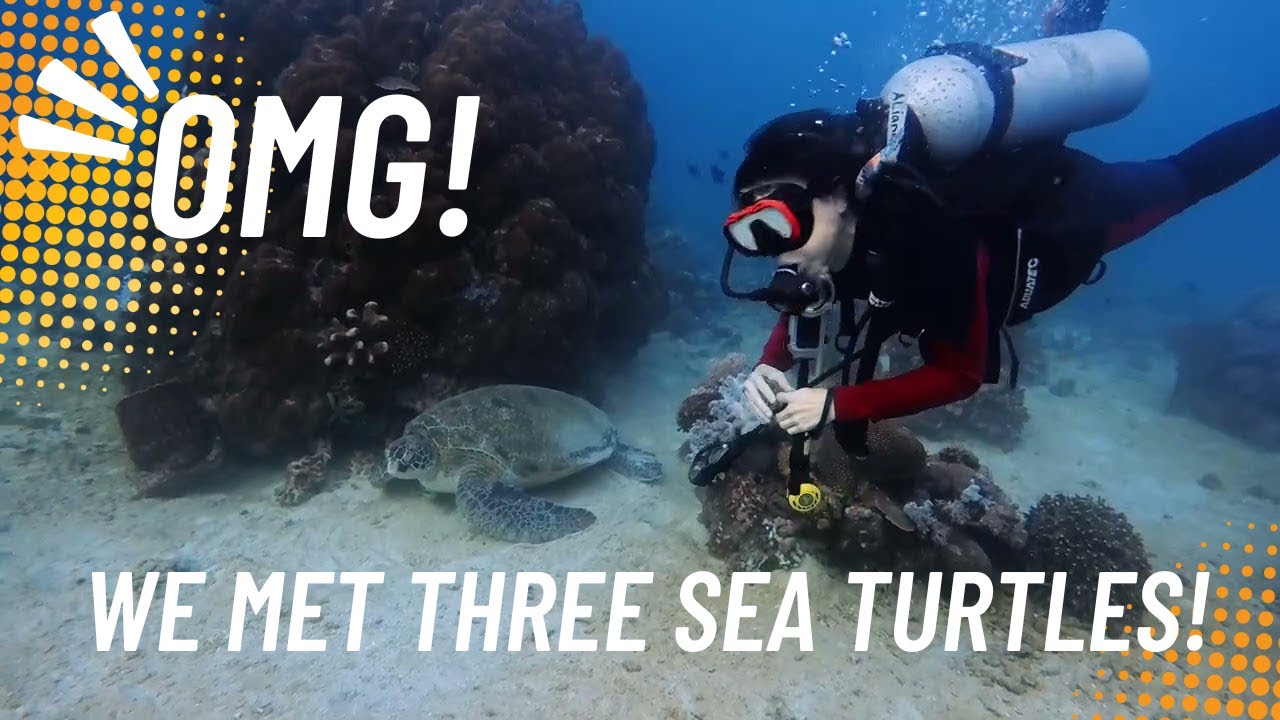 Luckiest Dive Ever: 3 Sea Turtles! Scuba Diving | 4K Natural Sound |  Sabang Point | Puerto Galera