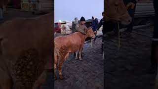 Sarı Kızımız Simental Dişi Danamız . Şarkişla