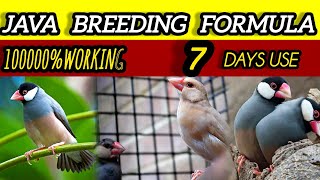 Java Sparrow Upgrading Formula 🐦 | Breeding Software That Gives 100% Results | Power Soft Food