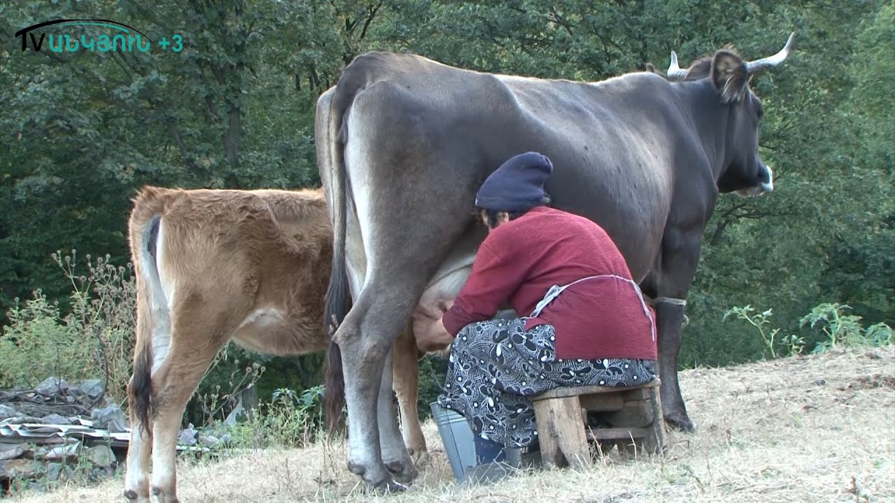 Դեպի յայլաներ.Լալվարասար #լոռի #հայաստան  #սար #լալվար