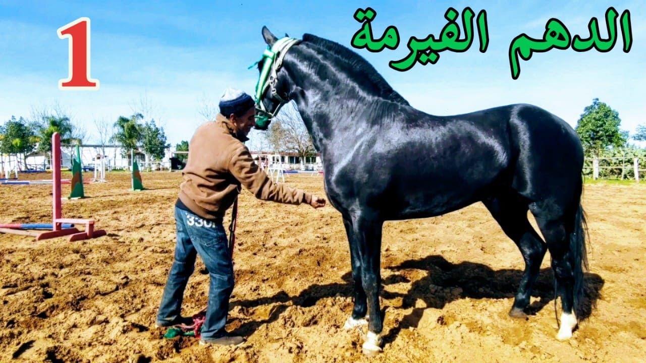 اجي تشوف  ادريس موزن  في ضيعة خاصة للخيول   (الجزء الاول) الجدوعة