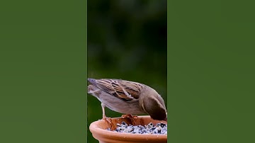 Cute Bird Feeding | Java Sparrows #cute #bird #birds #nature #love #tiktok #youtube #shorts