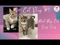 Cat Vlog #1 | Adopted a 6 months old kitten | Meet my cat | 加拿大領養貓