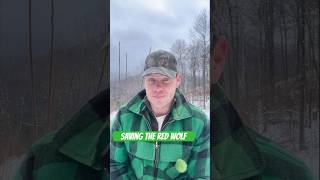 Saving Americas Other Wolf The Red Wolf