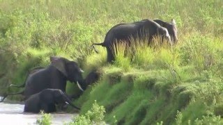 Elephants running away