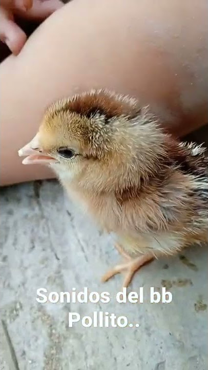 Sonidos del bb Pollito.